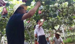 猕猴桃修剪技术视频,视频教程深度解析